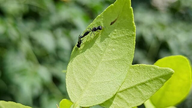 Macro view shows tiny black wasps or Trypoxylon mating or copulating on a leaf