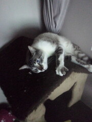 cat and mouse