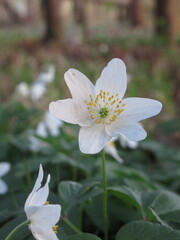 Zbliżenie na kwiaty białego zawilca
