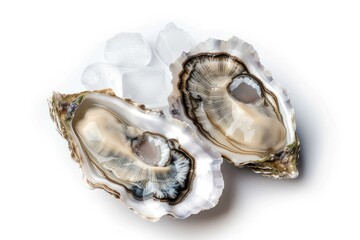 Freshly opened oyster with ice isolated on white background. Sea shell concept