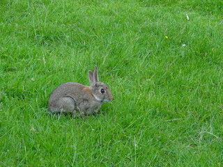 Wasdale Head in the Lake district