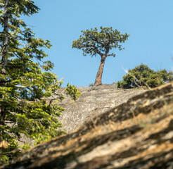 Tree Grows Out of Granite in Yosemite Wilderness