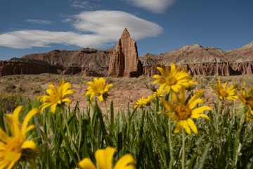 Temple Of The Sun Stands Tall On The Horizon Over Bright Yellow Flowers