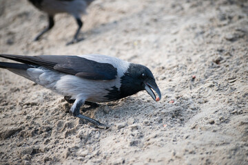 Crow stole the peanut 