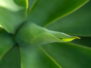 Obraz premium Dragon tree agave (Agave attenuata).