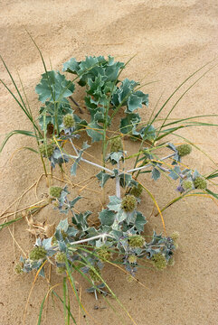 Panicaut maritime, chardon des dunes, chardon bleu, eryngium maritimum