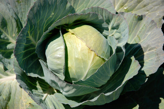 Brassica oleracea 'Cabus rond Charmant', Chou