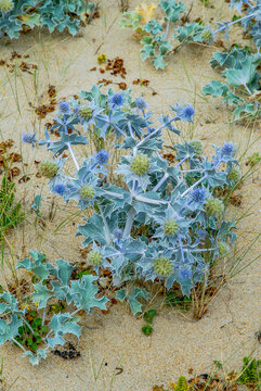 Panicaut maritime, chardon des dunes, chardon bleu, eryngium maritimum