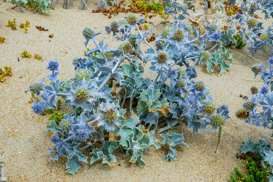 Panicaut maritime, chardon des dunes, chardon bleu, eryngium maritimum