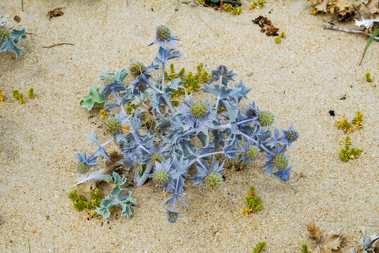 Panicaut maritime, chardon des dunes, chardon bleu, eryngium maritimum