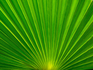 Leaf of the Coryphoideae, a subfamily of the palm family (Arecaceae).