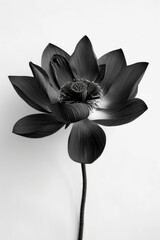 A black flower with a white background. The flower is the main focus of the image. The black color of the flower creates a sense of mystery and elegance. The white background adds a touch of contrast