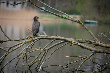 a cormorant sits on a branch by a pond
