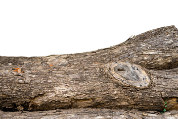 Large tree trunks collapsed insulated