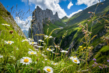 Summer flowers with beautiful Swiss Alps panorama in background - obrazy, fototapety, plakaty