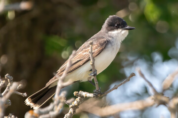 Eastern Kingbird (Tyrannus tyrannus) in early spring. Tyrant flycatcher species in Minnesota