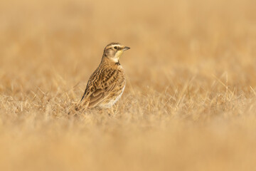 Female Horned Lark (Eremophila alpestris) foraging in the mowed grass meadow of an airport.  The grassland songbird species prefers overworked land like farms and lots. Warm spring day for migratory 