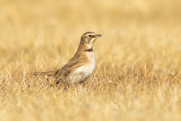 Female Horned Lark (Eremophila alpestris). Intrepid and brave in the grasslands of the Midwest,...