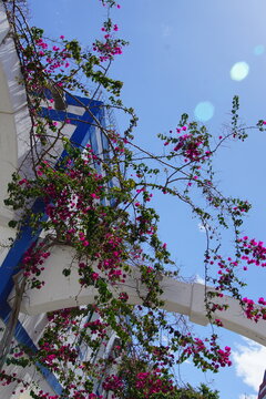 Pink Bougainvillea, bugenwilla, flower, vertical garden, puerto de mogan, Gran Canaria, March 2024
