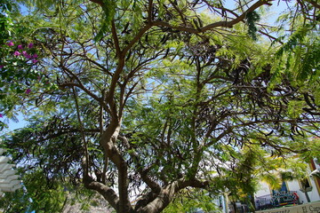 Flamboyant tree, flame tree, bean pods, tree seeds, seeds, Gran Canaria, Canary Islands, March...