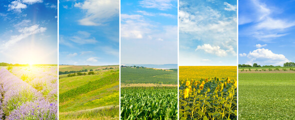 Fields with agricultural plants. Photo collage.