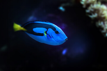 Natural shot of Indo-Pacific surgeonfish also known as Paracanthurus Hepatus.	
