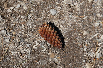 Pinus Canariensis, Gran Canarian Pine, Gran Canaria, March 2024