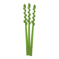 asparagus illustration