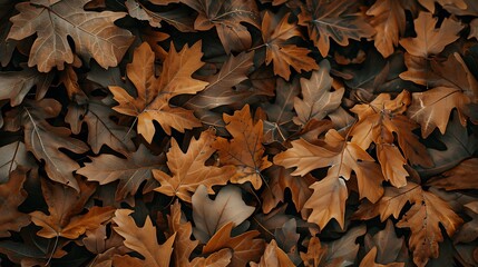dry oak leaves lying on the ground brown color - obrazy, fototapety, plakaty