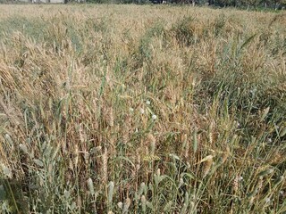Triticum aestivum L plant or wheat plant or wheat field landscape.Close to ripe wheat plant background