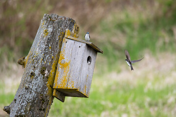Small Birds at Birdhouse