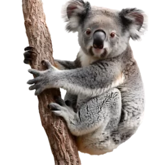 Foto op Plexiglas koala on a branch isolated on transparent background © PNG Lover