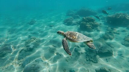 Obraz na płótnie Canvas Ocean Grace: Navigating the Depths with Sea Turtle Serenity