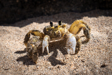 Crabe jaune de Martinique - Gros plan