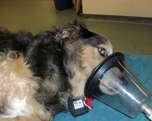 sick dog oxygen face mask critical canine veterinary