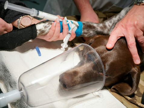 Dog being induced under anesthesia veterinary propofol