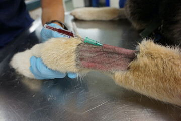 Intravenous catheter dog IV catheter with blood in hub