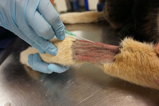 Intravenous catheter dog IV catheter