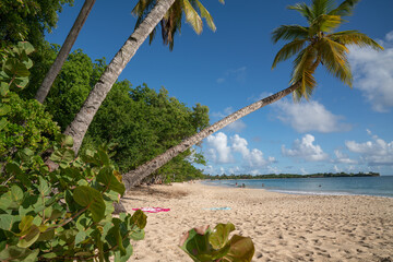 Paysage Tropical en Martinique - Plages des Salines