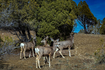 Deer herd