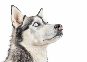 Obraz premium Observant Siberian Husky, Ice-Blue Eyes on White Background