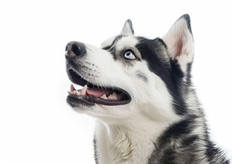 Observant Siberian Husky, Ice-Blue Eyes on White Background