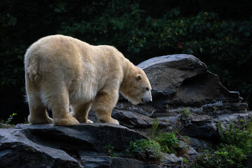 Naklejka na ściany i meble Polar Bear - Ursus maritimus, iconic beautiful large mammal with white fur from Arctic areas, Canada.