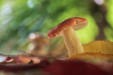 Ground level view of a mushroom from the Russula family in a mixed forest with a natural green and out of focus background