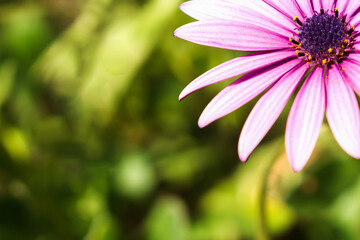Close-up of purple daisy flower with blurry background. Copy space.