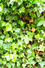 Close-up of green ivy vine leaves. Background and texture.
