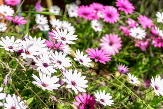 White and purple daisy flowers growing naturally in green grass. Springtime backgrounds.