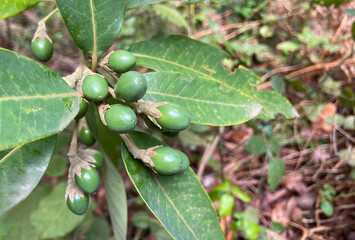 Persea indica with fruits close up.Is an evergreen tree in the laurel family native to Madeira and the Canary Islands.Selective focus.
