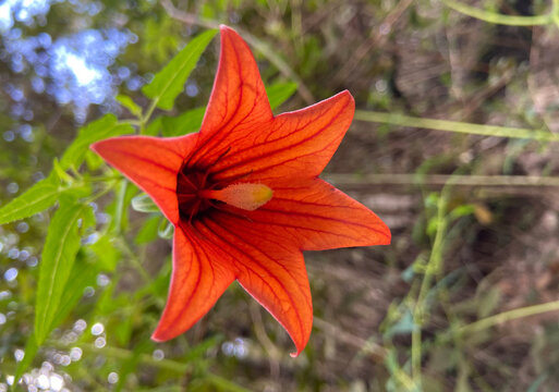 Canarina canariensis or Canary Island bellflower growing wild in Tenerife. Is a beautiful endemic wild plant of Canary Islands,Spain.Selective focus.