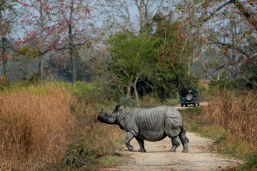 Fototapeta premium Indian one-horned rhinoceroses in the wild